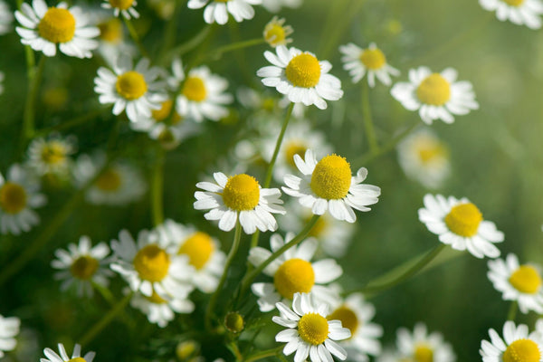 The effects of chamomile extract on sleep quality among elderly people: A clinical trial
